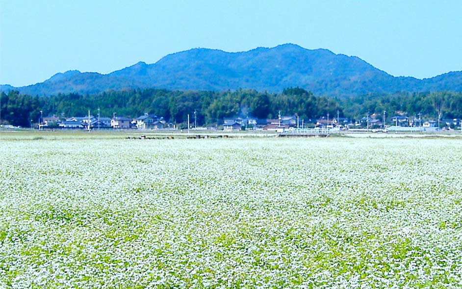 松江のそば畑